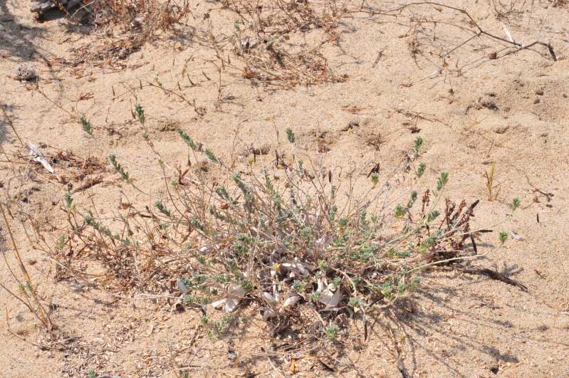 Piantina strisciante - Lotus sp.